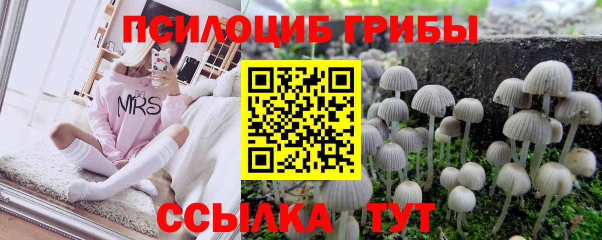 Богородицк  наркота  Псилоцибиновые грибы Psilocybine cubensis  Вход с VPN  Псилоцибиновые грибы ЛСД 